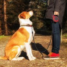 Effortless Control Pet Automatic Telescopic Traction Rope Leash