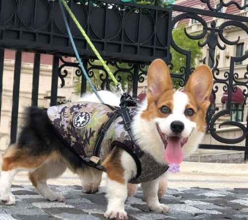 Warm Hooded Pet Dog Clothes for Small Dogs Winter Jackets - Killer Products