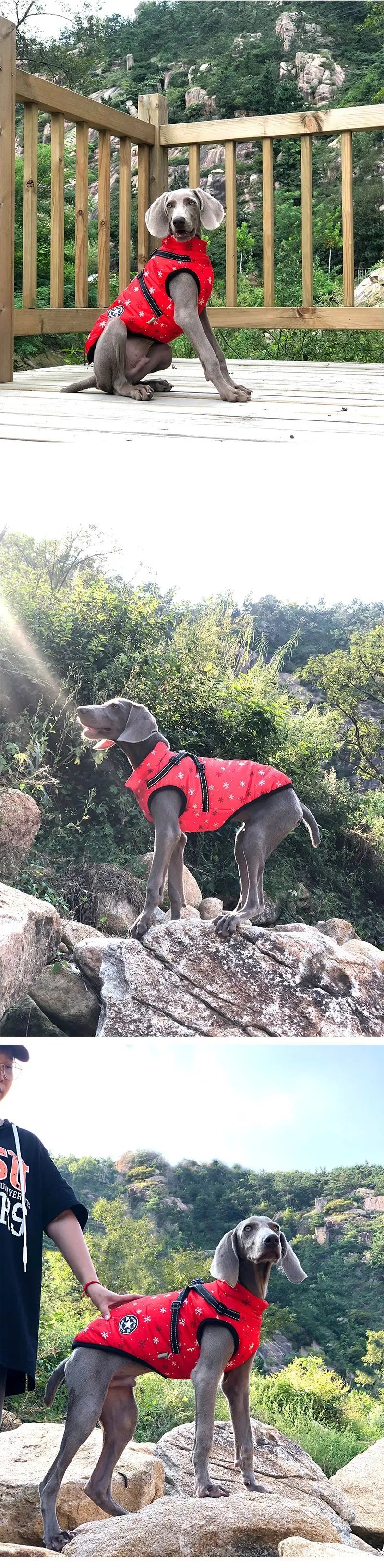 CozyPaws Waterproof Dog Jacket & Harness Combo